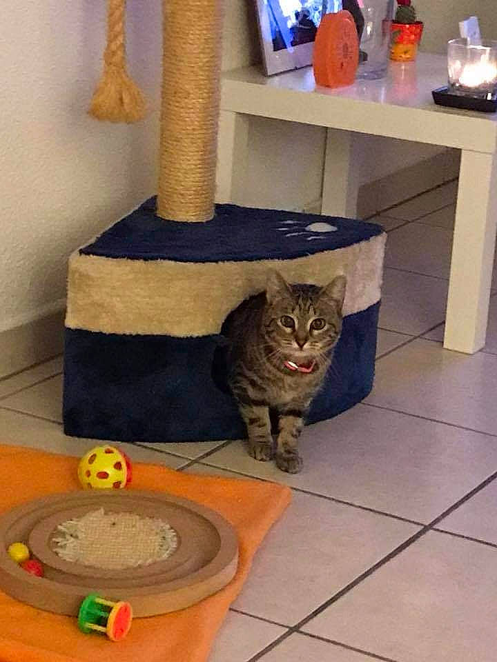 Myrtille a rejoint le concours — aidez-le/la à gagner de superbes lots ! carnivore, cat, cat_supply, chest_of_drawers, couch, domestic_short_haired_cat, drawer, felidae, floor, flooring, grey, hardwood, shelf, shelving, small_to_medium_sized_cats, table, tail, whiskers, wood, wood_stain