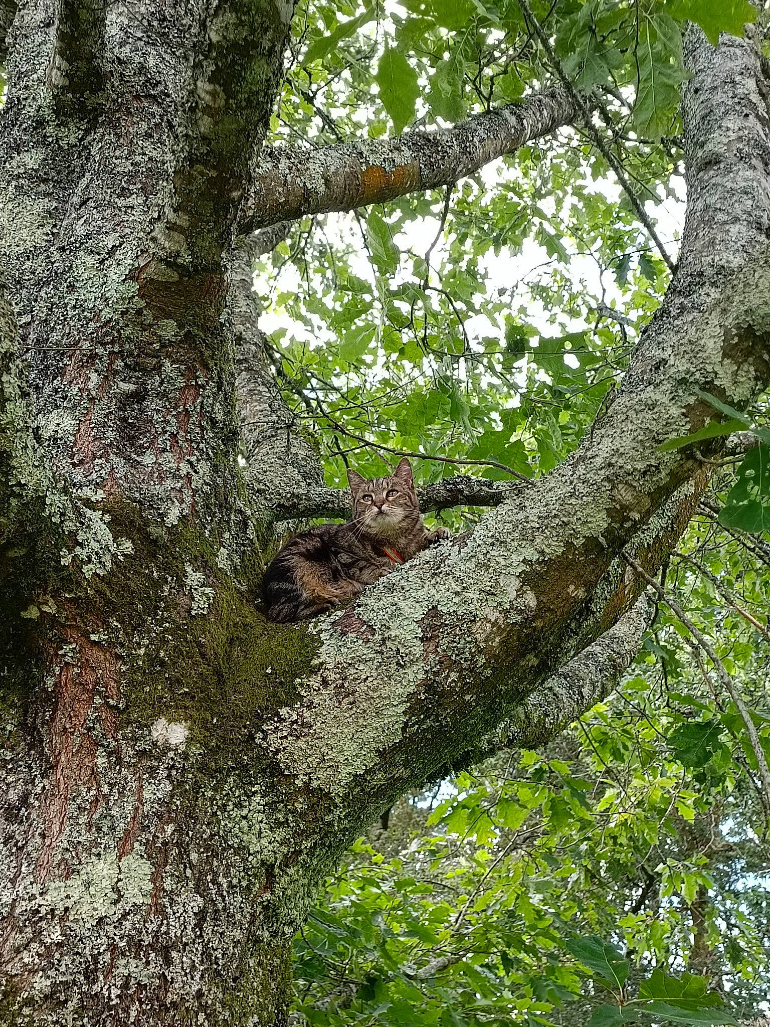 Myrtille participe au concours pour gagner de l'argent avec cette photo : branch, deciduous, forest, groundcover, jungle, northern_hardwood_forest, old_growth_forest, plant, plant_stem, rodent, temperate_broadleaf_and_mixed_forest, terrestrial_animal, terrestrial_plant, tree, trunk, twig, valdivian_temperate_rain_forest, wildlife, wood, woodland