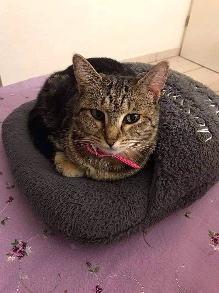 Myrtille participe au concours pour gagner de l'argent avec cette photo : automotive_tire, carnivore, cat, cat_supply, domestic_short_haired_cat, felidae, flooring, fur, grey, paw, road_surface, sitting, small_to_medium_sized_cats, snout, terrestrial_animal, whiskers, window