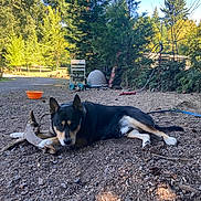 Kobe joined the competition — help win amazing prizes! dog, outdoor, dirt, wood, tree, chair, rocks, nature, pet, animal, sunlight, ground, leaves, shadows, calm, resting, black_and_tan, fur, grass, sky