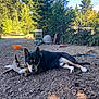 dog, outdoor, dirt, wood, tree, chair, rocks, nature, pet, animal, sunlight, ground, leaves, shadows, calm, resting, black_and_tan, fur, grass, sky
