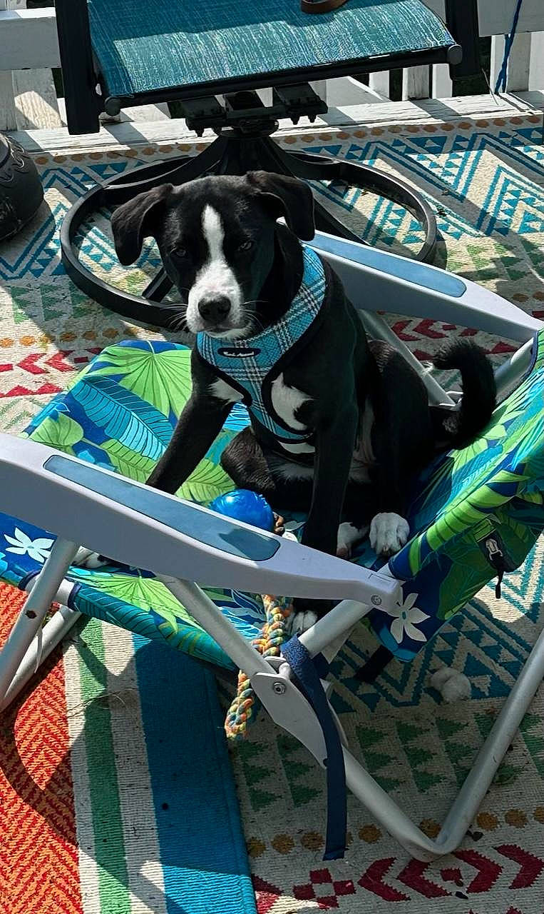 Zola is registered to the contest to win money with this photo: bicycle_accessory, bicycle_fork, bicycle_frame, bicycle_handlebar, bicycle_part, bicycle_tire, carnivore, collar, companion_dog, dog, dog_breed, electric_blue, eyewear, green, personal_protective_equipment, photograph, recreation, snapshot, spoke, working_animal