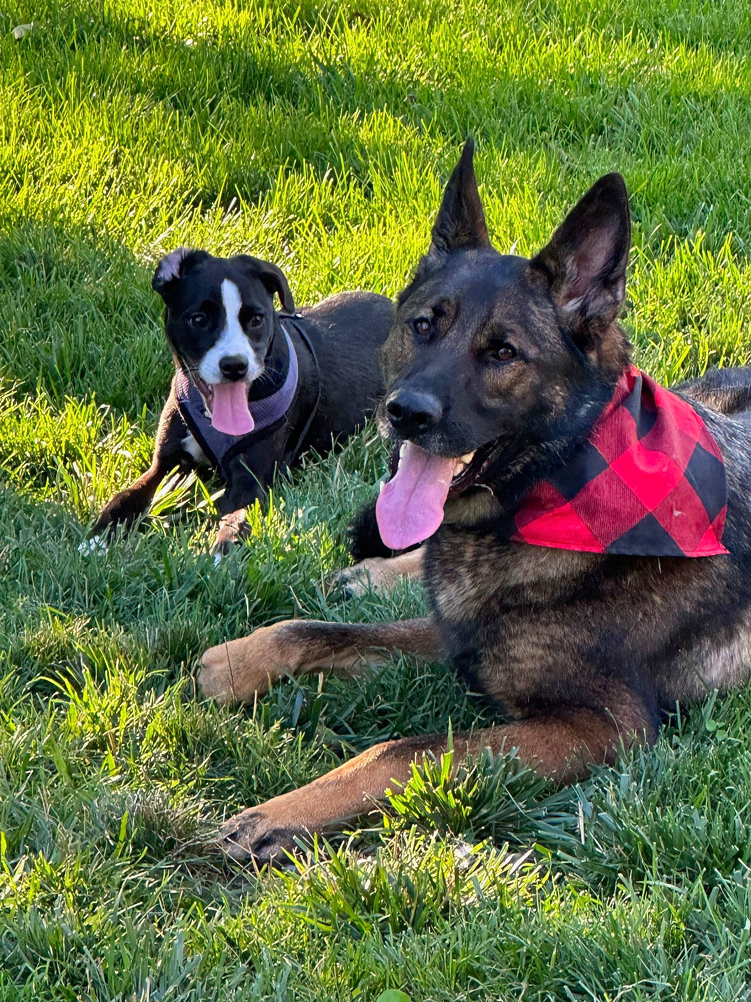 Zola joined the competition — help win amazing prizes! canidae, carnivore, companion_dog, dog, dog_breed, dog_supply, grass, groundcover, guard_dog, herbaceous_plant, herding_dog, hunting_dog, mcnab, plant, recreation, snout, sporting_group, tail, working_animal, working_dog