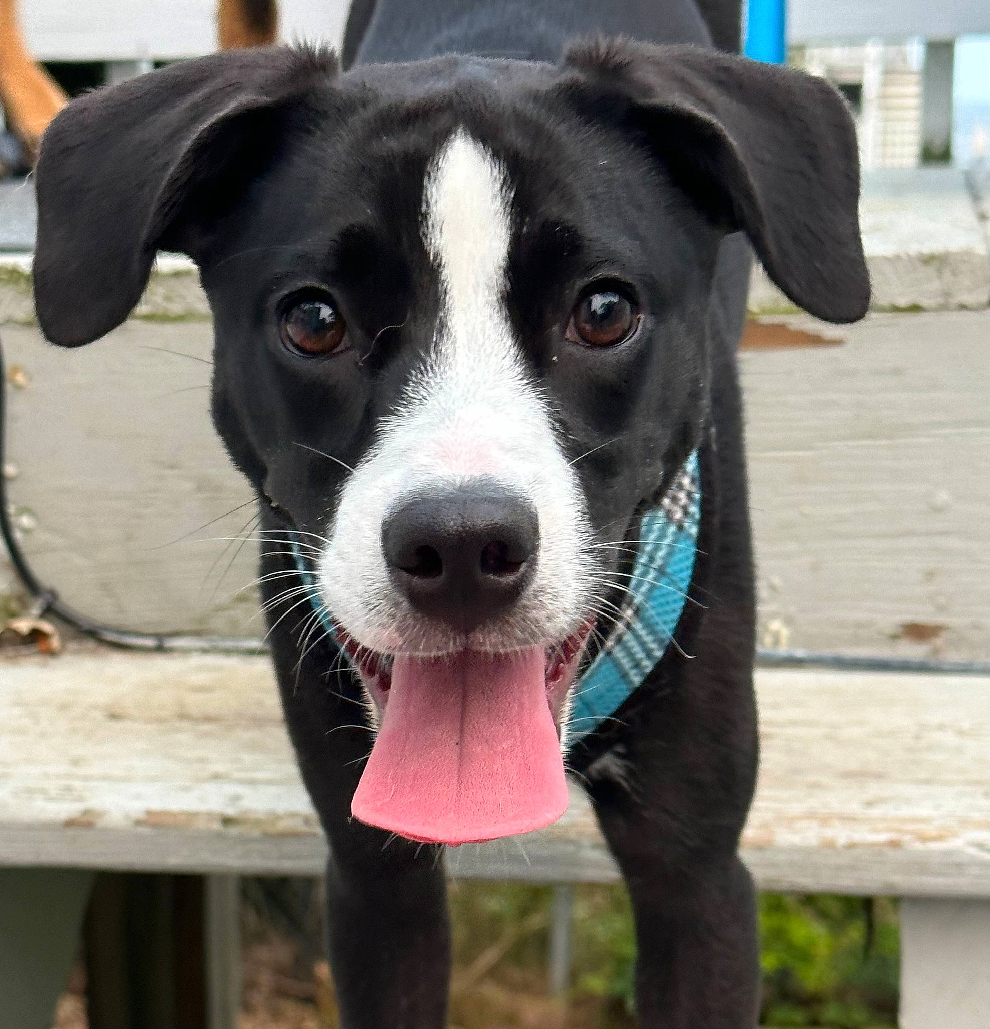 Zola is registered to the contest to win money with this photo: borador, canidae, carnivore, collar, companion_dog, dog, dog_breed, dog_collar, dog_supply, fur, guard_dog, hunting_dog, leash, puppy, snout, sporting_group, whiskers, working_animal, working_dog