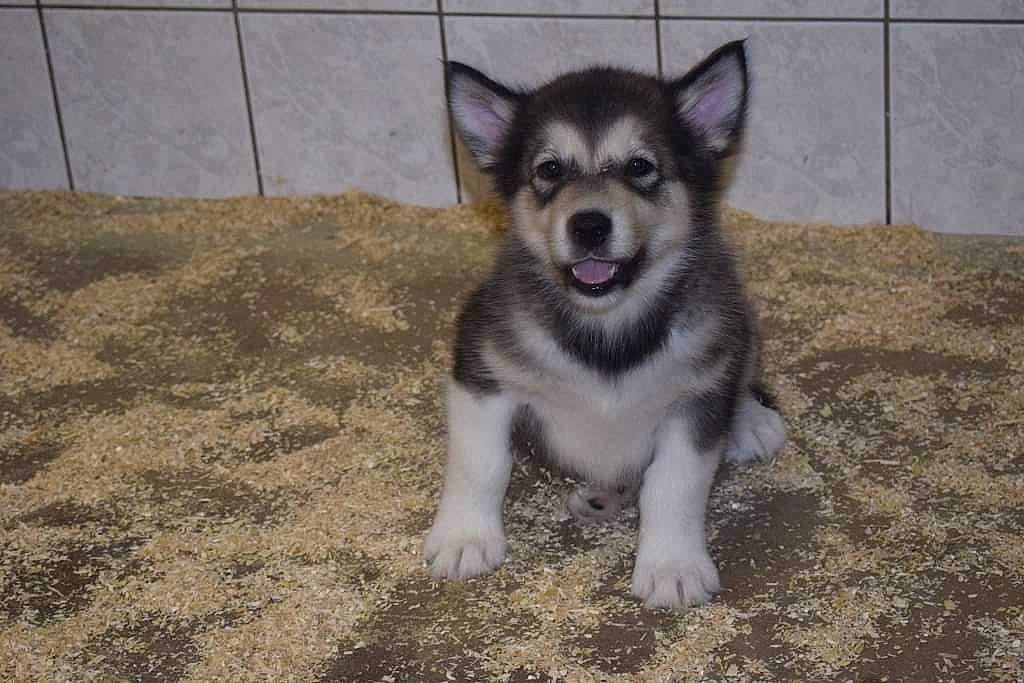 Nanook participe au concours pour gagner de l'argent avec cette photo : alaskan_klee_kai, alaskan_malamute, canadian_eskimo_dog, canidae, carnivore, dog, dog_breed, greenland_dog, mammal, miniature_siberian_husky, native_american_indian_dog, northern_inuit_dog, sakhalin_husky, siberian_husky, sled_dog, snout, swedish_vallhund, tamaskan_dog, vertebrate, wolfdog