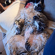 Aristote a rejoint le concours — aidez-le/la à gagner de superbes lots ! animal, bandana, black_and_white, blanket, canine, comfort, couch, cozy, cute, dog, domestic_animal, fluffy, fur, home, indoor, laying_down, pet, relaxed, resting, sleeping