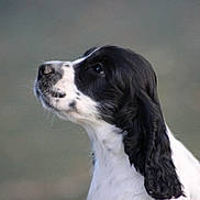 Aristote participe au concours pour gagner de l'argent avec cette photo : dog, black_and_white, portrait, side_view, long_ears, canine, pet, animal, looking_up, fur, outdoor, closeup, muzzle, snout, whiskers, soft_background, young_dog, companion, cute, friendly