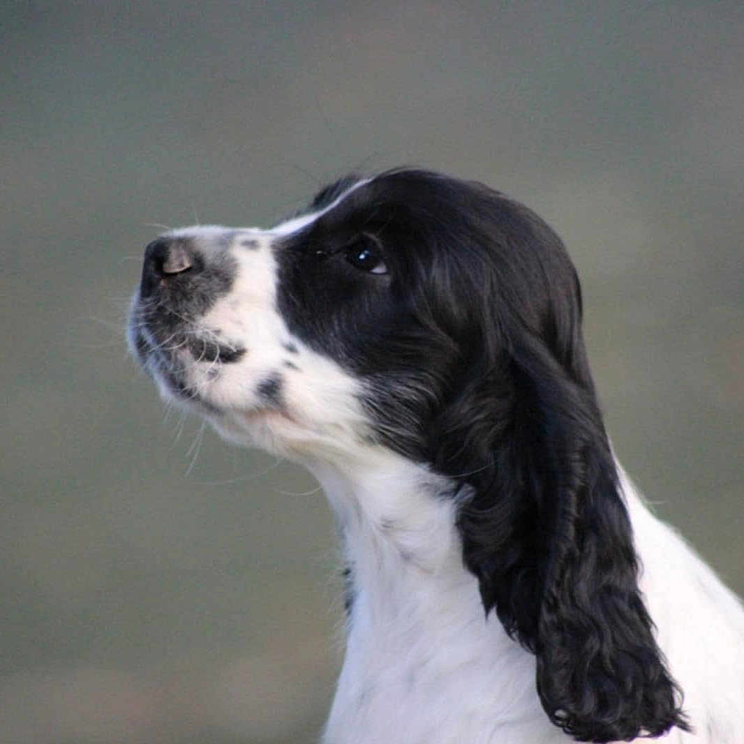 Aristote