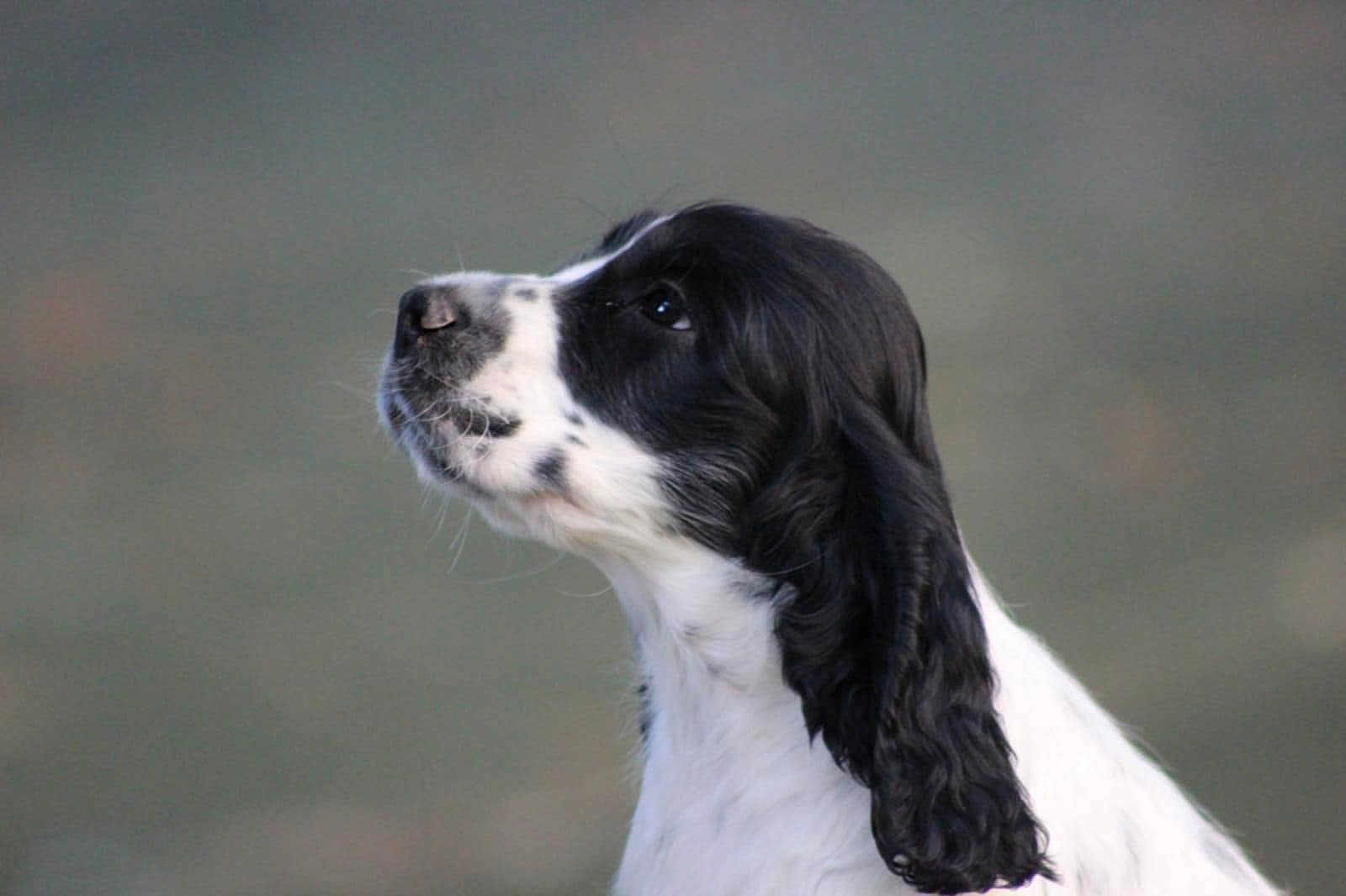 Aristote