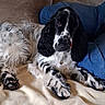 Aristote participe au concours pour gagner de l'argent avec cette photo : animal, black_and_white, blanket, canine, companion, couch, cozy, dog, domestic_animal, fluffy, fur, home, indoor, long_ears, lying_down, paws, pet, relaxed, resting, spotted