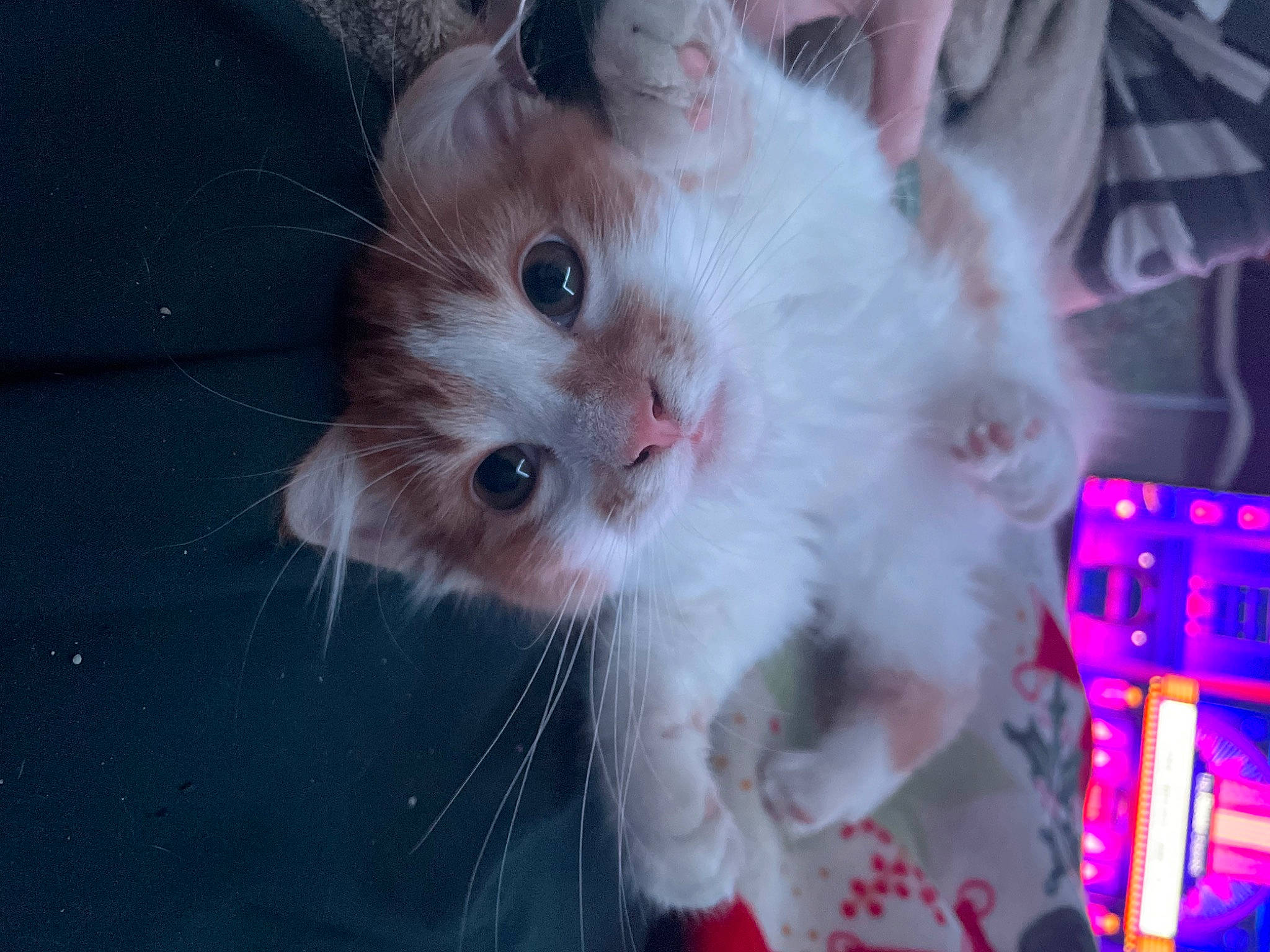 Chip joined the competition — help win amazing prizes! carnivore, cat, claw, event, fawn, felidae, fur, gesture, iris, paw, photo_caption, small_to_medium_sized_cats, snout, tail, whiskers