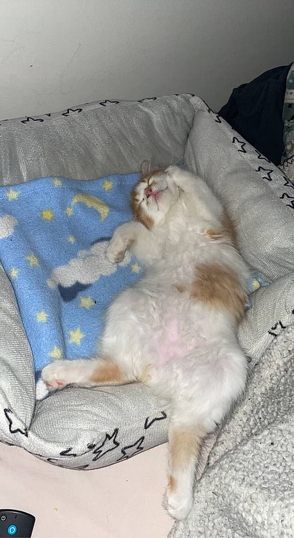 Chip joined the competition — help win amazing prizes! canidae, carnivore, comfort, companion_dog, dog, dog_breed, duvet, fawn, felidae, fur, linens, paw, pet_supply, small_to_medium_sized_cats, sporting_group, tail, working_animal