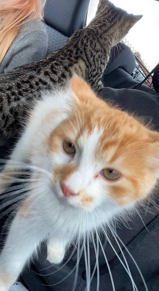 Chip joined the competition — help win amazing prizes! carnivore, cat, claw, comfort, domestic_short_haired_cat, fawn, felidae, fur, mammal, paw, small_to_medium_sized_cats, snout, tail, tree, vertebrate, whiskers, window