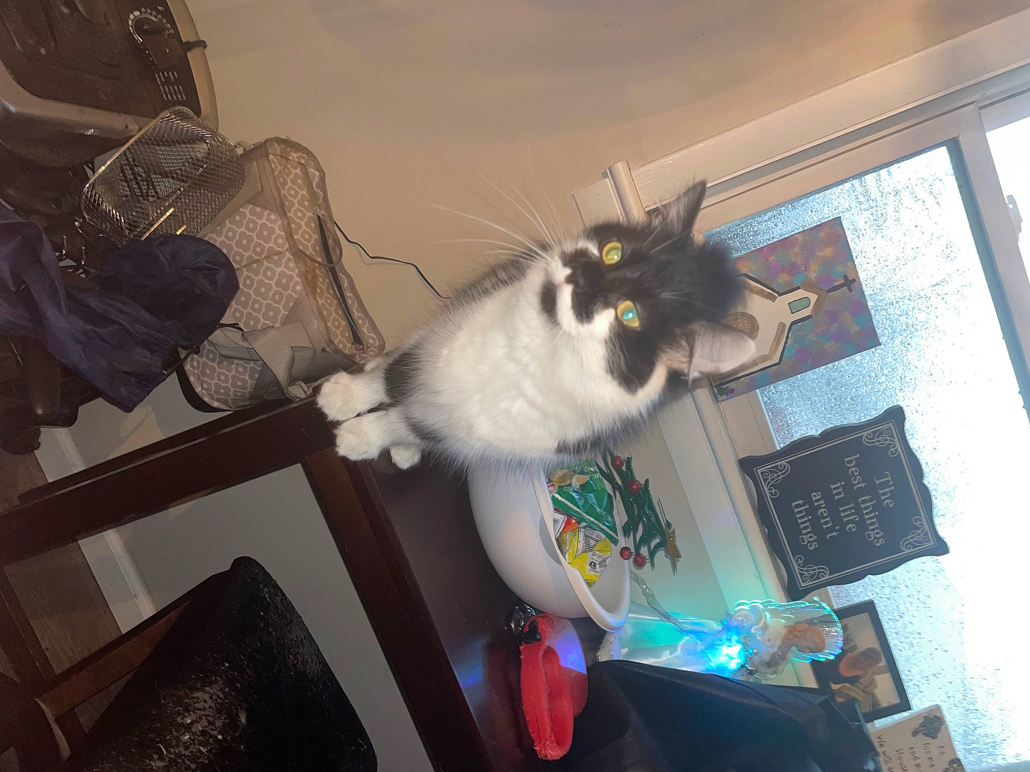 Bella joined the competition — help win amazing prizes! canidae, carnivore, cat, chair, domestic_short_haired_cat, felidae, flooring, fur, grey, hardwood, room, small_to_medium_sized_cats, tail, whiskers, window, wood