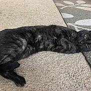 Ace joined the competition — help win amazing prizes! cat, black_cat, pet, animal, indoor, carpet, rug, striped, feline, relaxed, lying_down, green_eyes, whiskers, ears, tail, paws, home, cozy, resting, floor