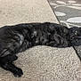 cat, black_cat, pet, animal, indoor, carpet, rug, striped, feline, relaxed, lying_down, green_eyes, whiskers, ears, tail, paws, home, cozy, resting, floor