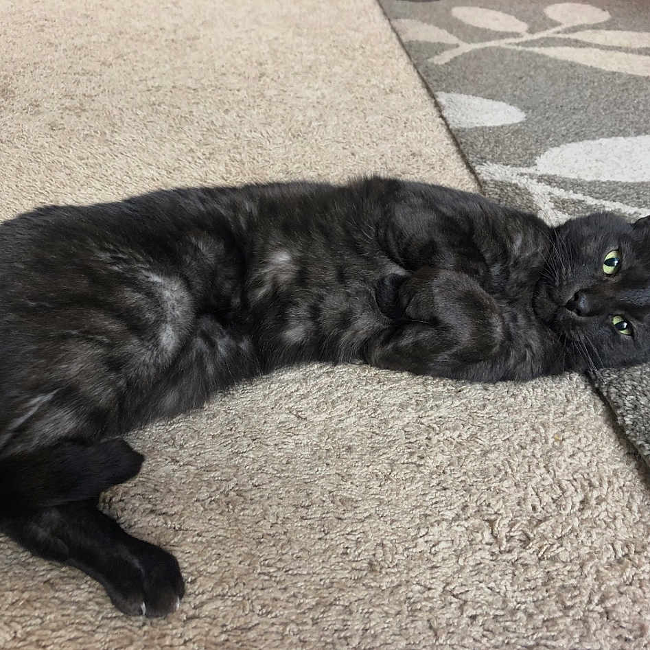 Ace joined the competition — help win amazing prizes! animal, black_cat, carpet, cat, cozy, ears, feline, floor, green_eyes, home, indoor, lying_down, paws, pet, relaxed, resting, rug, striped, tail, whiskers