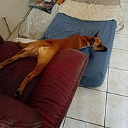 Sherkan a rejoint le concours — aidez-le/la à gagner de superbes lots ! animal, bed, blanket, brown_dog, comfort, couch, cozy, dog, furniture, home, indoor, leather_couch, living_room, lying_down, pet, pillow, relaxed, resting, sleepy, tile_floor
