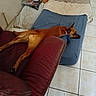 animal, bed, blanket, brown_dog, comfort, couch, cozy, dog, furniture, home, indoor, leather_couch, living_room, lying_down, pet, pillow, relaxed, resting, sleepy, tile_floor