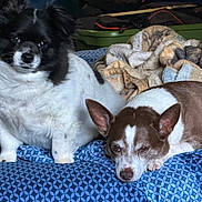 Ryder Sammy joined the competition — help win amazing prizes! dog, bed, blanket, indoor, resting, pet, fur, animal, cute, companion, relaxing, lying_down, sitting, brown, black, white, ears, face, snout, cozy