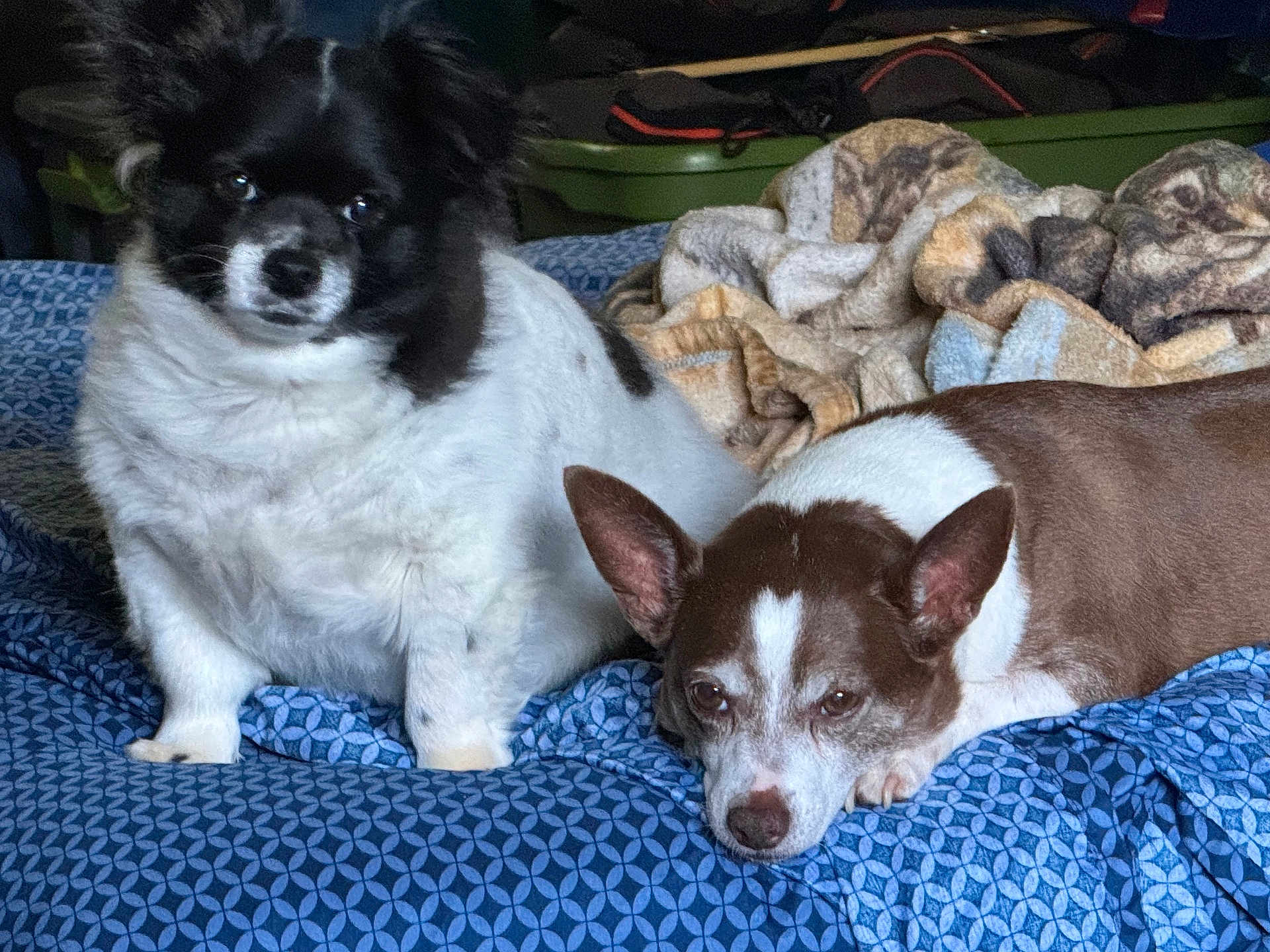 Ryder Sammy joined the competition — help win amazing prizes! dog, bed, blanket, indoor, resting, pet, fur, animal, cute, companion, relaxing, lying_down, sitting, brown, black, white, ears, face, snout, cozy