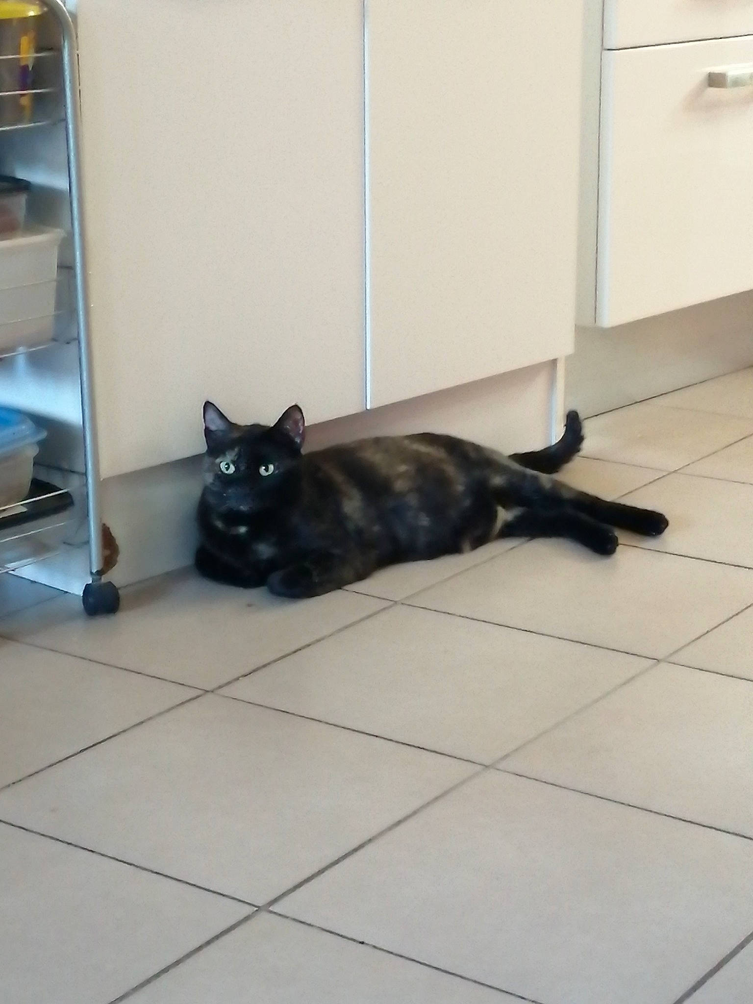 Perle a rejoint le concours — aidez-le/la à gagner de superbes lots ! black_cat, bombay, carnivore, cat, comfort, domestic_short_haired_cat, felidae, floor, flooring, fur, grey, hardwood, room, small_to_medium_sized_cats, tail, terrestrial_animal, tile_flooring, whiskers, wood