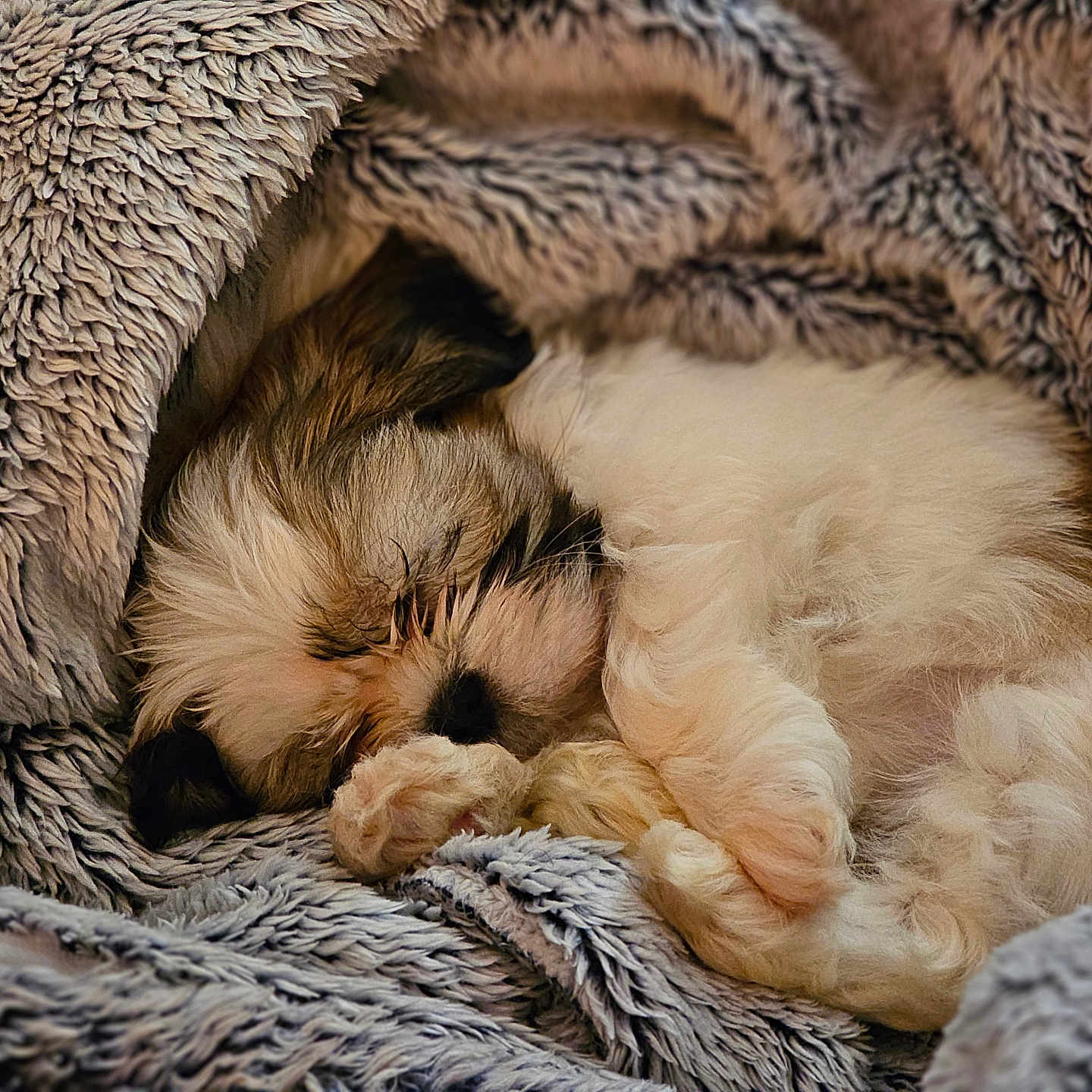 Miss Mona joined the competition — help win amazing prizes! animal, bear, blanket, canine, cat, cockerspaniel, couch, dog, furniture, homedecor, hound, kitten, papillon, person, pet, puppy, quilt, sleeping, terrier, towel