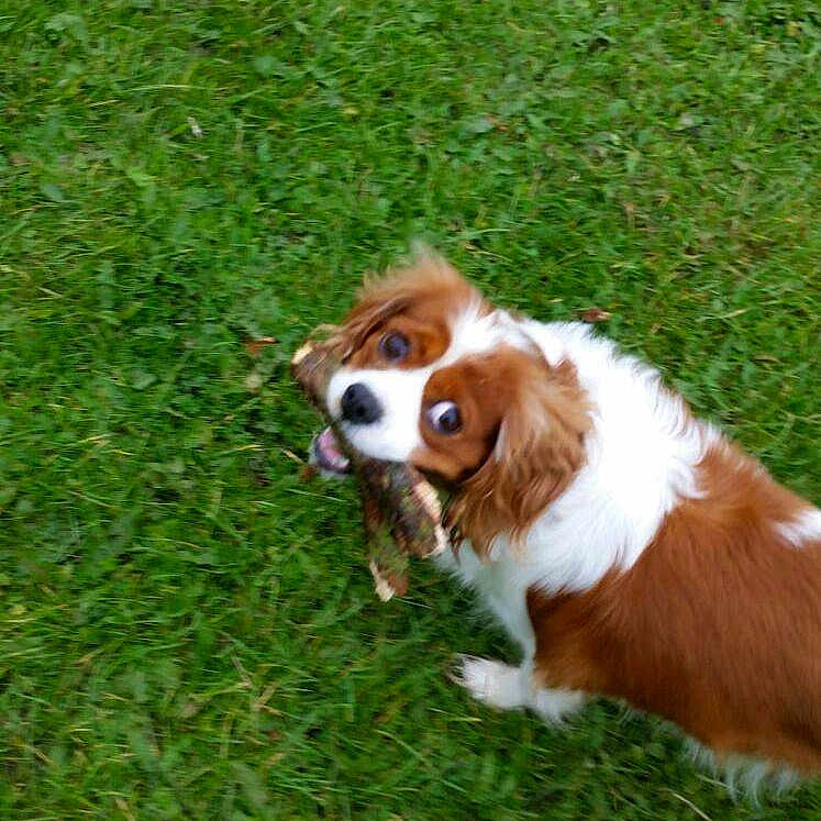Daisy