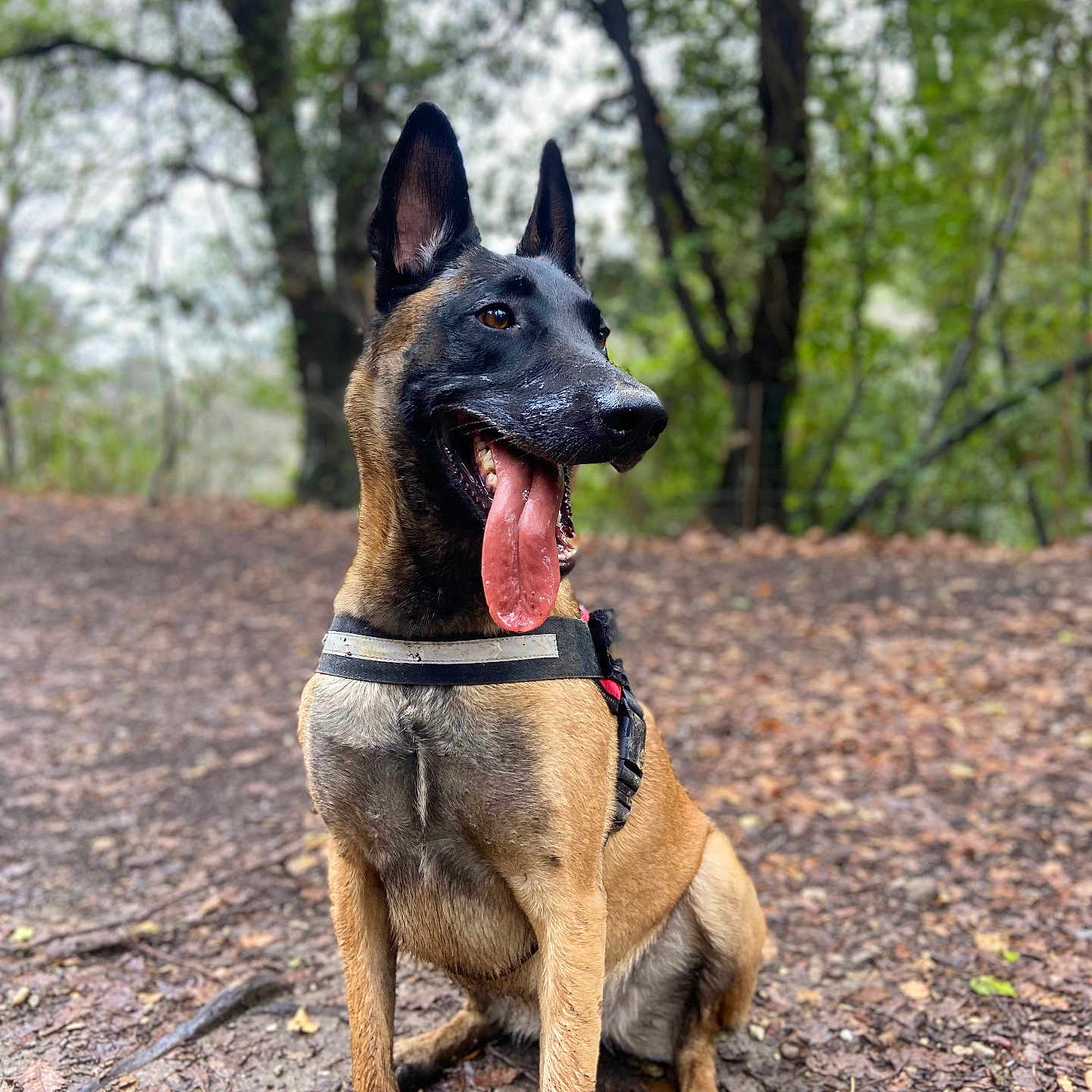Sky participe au concours pour gagner de l'argent avec cette photo : accessories, animal, canine, dog, germanshepherd, grass, grove, land, nature, outdoors, path, pet, plant, policedog, puppy, rock, strap, tree, vegetation, woodland