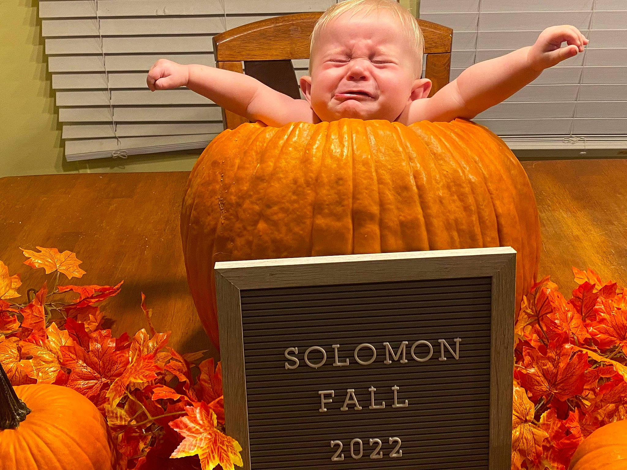 Solomon joined the competition — help win amazing prizes! _and_melon_family, _gourd, art, autumn, calabaza, cucumber, cucurbita, gourd, grass, happy, local_food, natural_foods, orange, person, plant, produce, pumpkin, smile, sorrow, squash