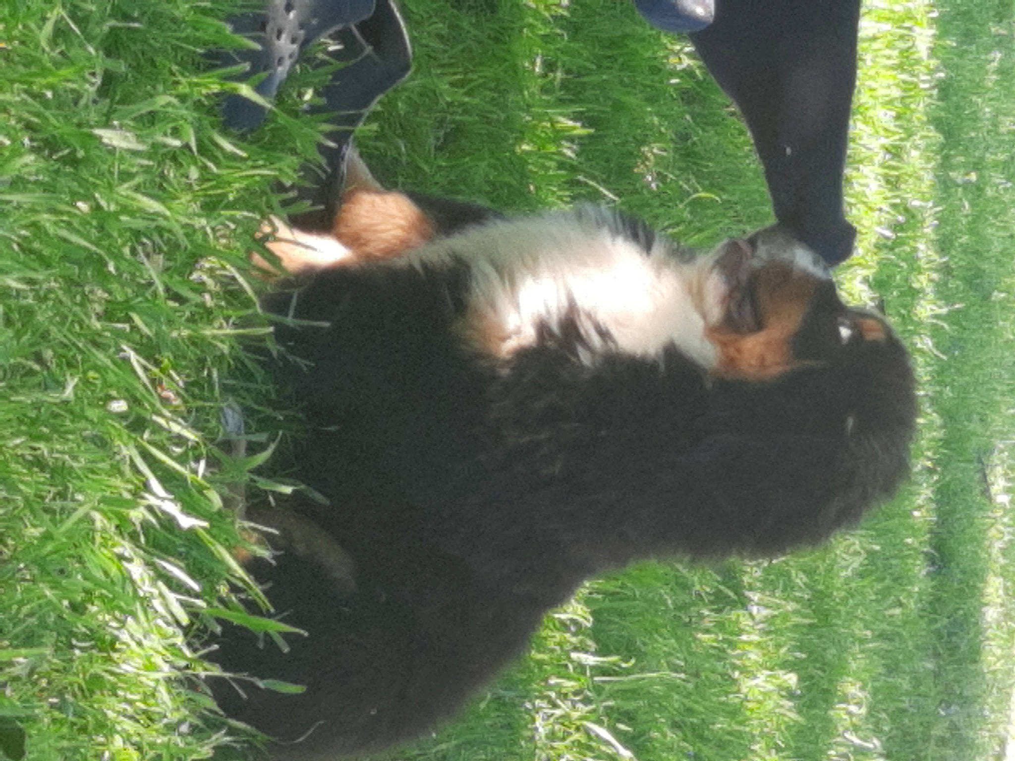 Les Chatons participe au concours pour gagner de l'argent avec cette photo : bernese_mountain_dog, canidae, carnivore, companion_dog, dog_breed, fawn, fur, grass, herding_dog, pasture, plant, rodent, skunk, snout, sporting_group, striped_skunk, tail, terrestrial_animal, terrestrial_plant, whiskers