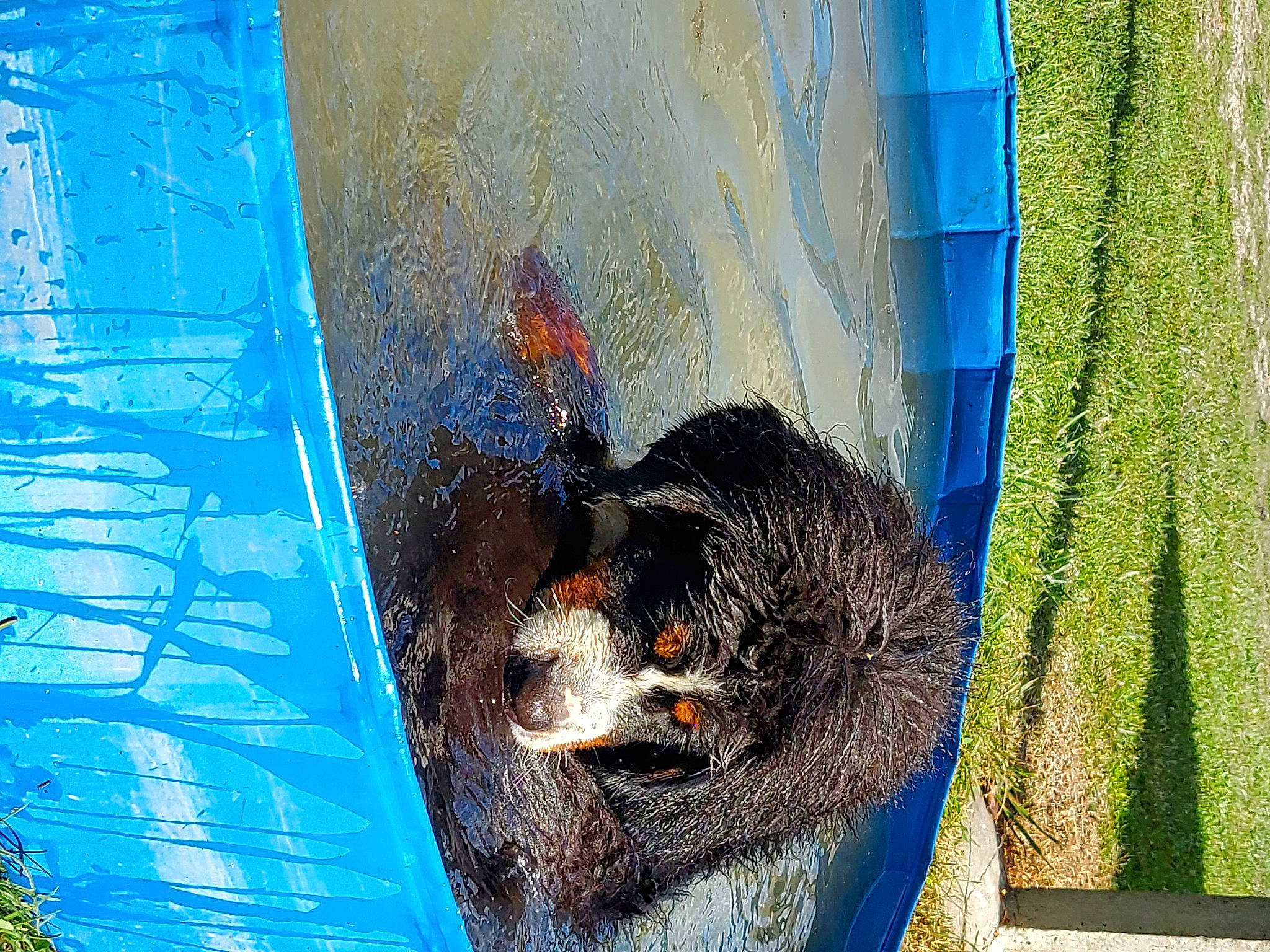 Les Chatons a rejoint le concours — aidez-le/la à gagner de superbes lots ! _geese_and_swans, beak, blue, carnivore, ducks, electric_blue, fur, grass, koi, leisure, marine_mammal, pet_supply, plant, recreation, sporting_group, tail, trunk, water, window