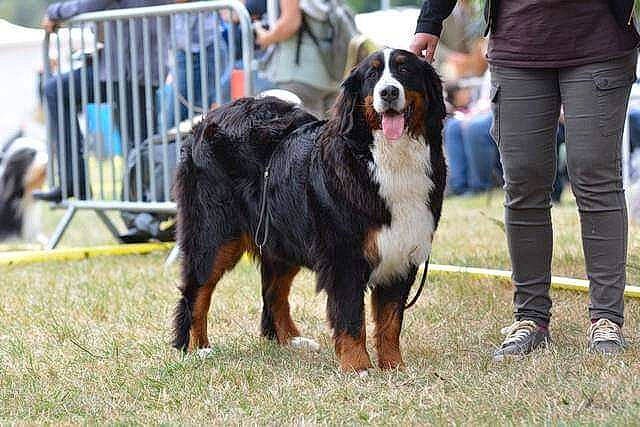 Jelly a rejoint le concours — aidez-le/la à gagner de superbes lots ! animal_sports, canidae, carnivore, chair, companion_dog, dog, dog_breed, dog_sports, event, fur, gaddi_kutta, herding_dog, snout, sporting_group, street_fashion, tire, trousers, vertebrate, wheel, working_dog