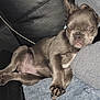 Nubian Queen is registered to the contest to win money with this photo: puppy, dog, sleepy, couch, blanket, fur, paw, ear, pet, indoor, relaxed, cute, animal, canine, snuggle, resting, soft, leather, home, companion