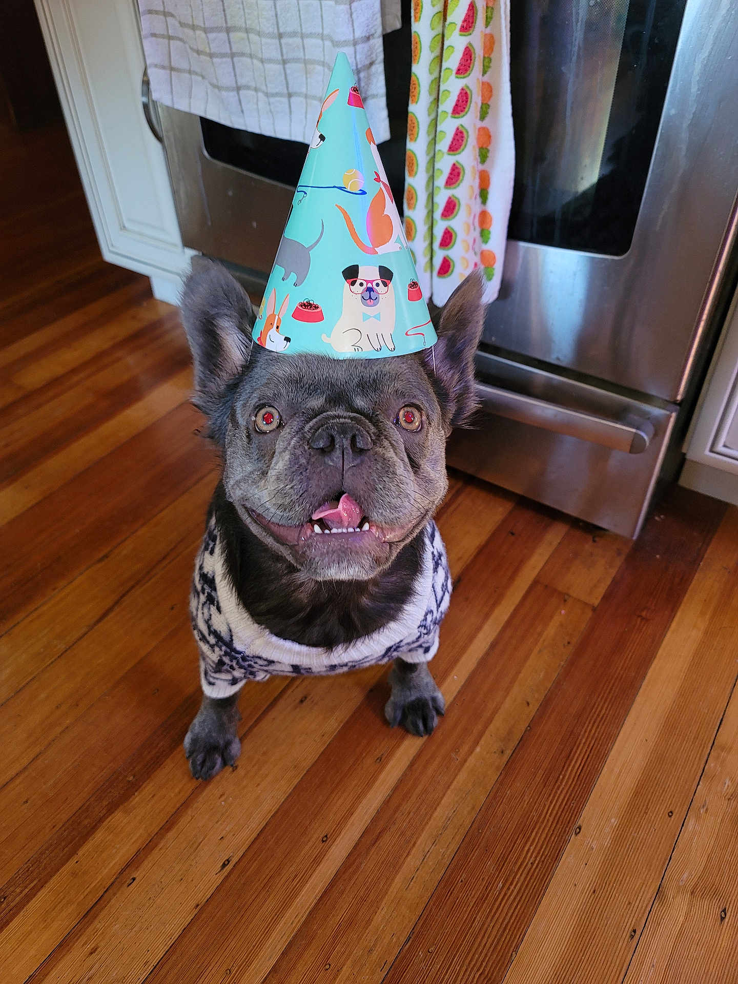 Nubian Queen joined the competition — help win amazing prizes! dog, french_bulldog, party_hat, sweater, indoor, wooden_floor, kitchen, oven, towel, pet, animal, cute, smiling, celebration, portrait, mammal, domestic_animal, looking_up, happy, household