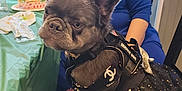 Nubian Queen joined the competition — help win amazing prizes! dog, french_bulldog, service_dog, dog_clothing, dress, woman, indoor, table, food, chair, eating, pet, black_dress, curly_hair, window, green_tablecloth, sitting, face, ears, cute