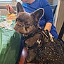 dog, french_bulldog, service_dog, dog_clothing, dress, woman, indoor, table, food, chair, eating, pet, black_dress, curly_hair, window, green_tablecloth, sitting, face, ears, cute