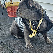 Nubian Queen joined the competition — help win amazing prizes! dog, service_dog, gold_chain, necklace, vest, sitting, outdoor, side_view, french_bulldog, pet, animal, canine, pavement, basket, chair, fur, ears, paw, collar, leash