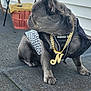 dog, service_dog, gold_chain, necklace, vest, sitting, outdoor, side_view, french_bulldog, pet, animal, canine, pavement, basket, chair, fur, ears, paw, collar, leash