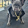 Nubian Queen joined the competition — help win amazing prizes! dog, french_bulldog, service_dog, gold_chain, outdoor, fence, pet, animal, sitting, vest, gray_fur, close_up, cute, portrait, paw, canine, accessory, texture, urban, expression
