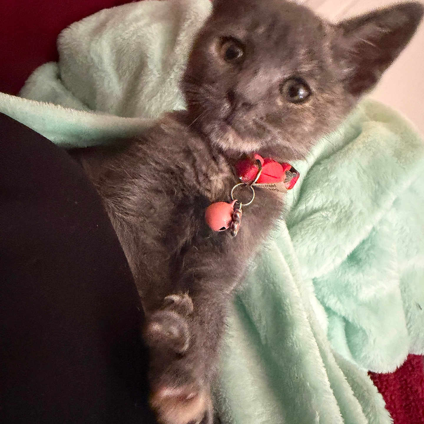 Princess Dior is registered to the contest to win money with this photo: animal, blanket, cat, close_up, collar, cozy, curious, cute, domestic_cat, feline, fur, gray_cat, indoor, kitten, mint_blanket, paw, pet, red_background, soft_texture, young_cat