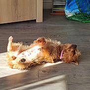 Tequila a rejoint le concours — aidez-le/la à gagner de superbes lots ! animal, bag, brown_dog, cabinet, cd_stack, collar, cozy, dog, domestic, flooring, fur, indoor, lying_down, pet, relaxed, resting, small_dog, sunbeam, sunlight, wooden_floor