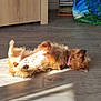 animal, bag, brown_dog, cabinet, cd_stack, collar, cozy, dog, domestic, flooring, fur, indoor, lying_down, pet, relaxed, resting, small_dog, sunbeam, sunlight, wooden_floor