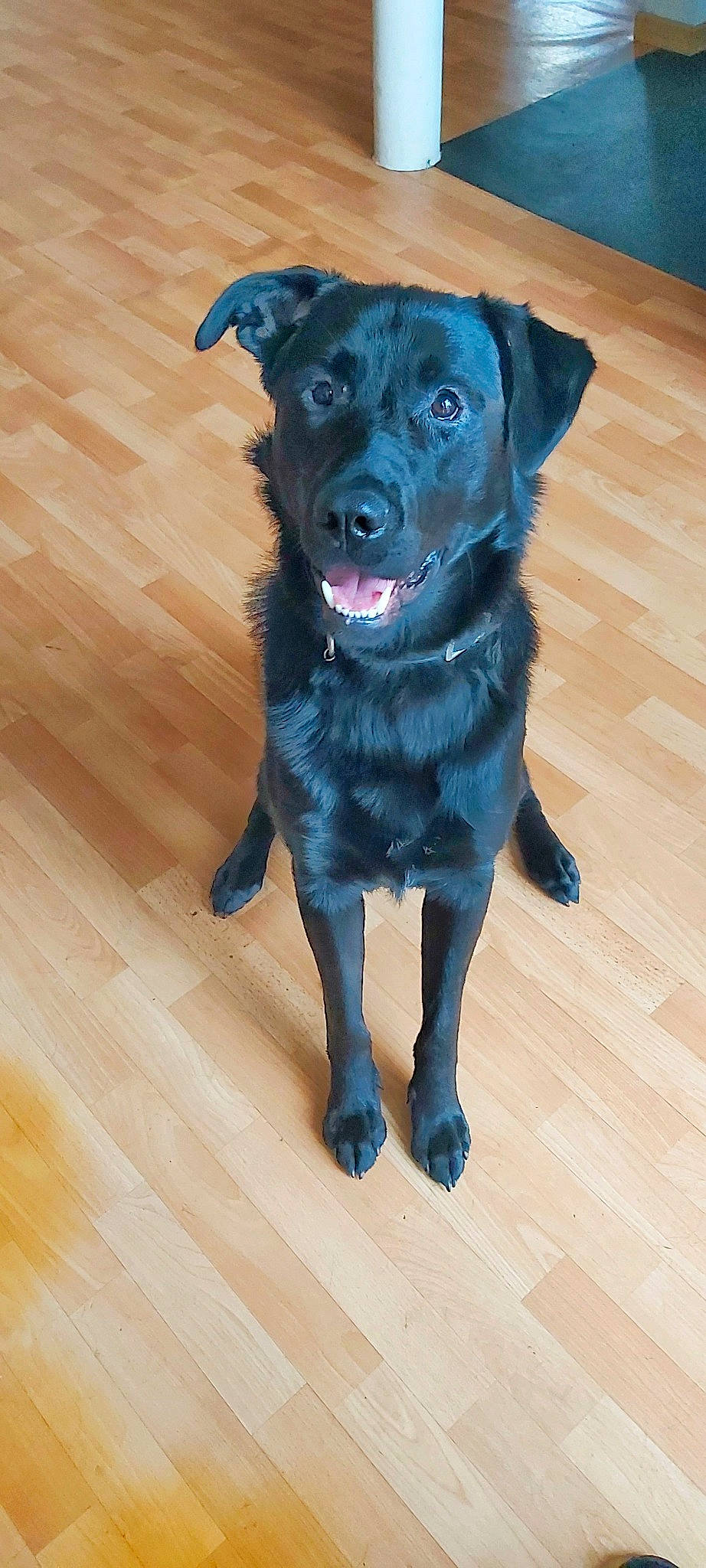 Many participe au concours pour gagner de l'argent avec cette photo : beagador, borador, canidae, carnivore, companion_dog, dog, dog_breed, flat_coated_retriever, formosan_mountain_dog, labrador_retriever, mammal, patterdale_terrier, puppy, rare_breed_dog, retriever, snout, sporting_group, vertebrate