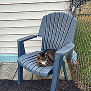 Storm is registered to the contest to win money with this photo: animal, backyard, cat, chair, fence, fluffy, fur, furniture, garden, house, outdoor, patio, pet, pink_bowl, portrait, resting, seated, siding, tabby, whiskers