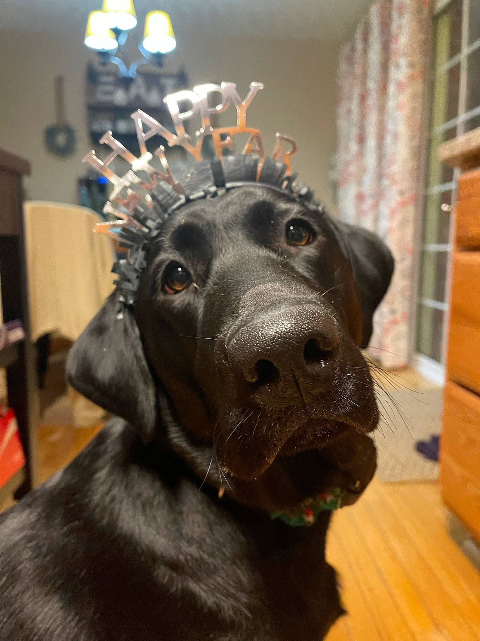 Raven joined the competition — help win amazing prizes! art, canidae, carnivore, collar, companion_dog, dog, dog_breed, dog_collar, fawn, flooring, fur, hardwood, liver, sculpture, snout, sporting_group, statue, whiskers, wood, working_animal