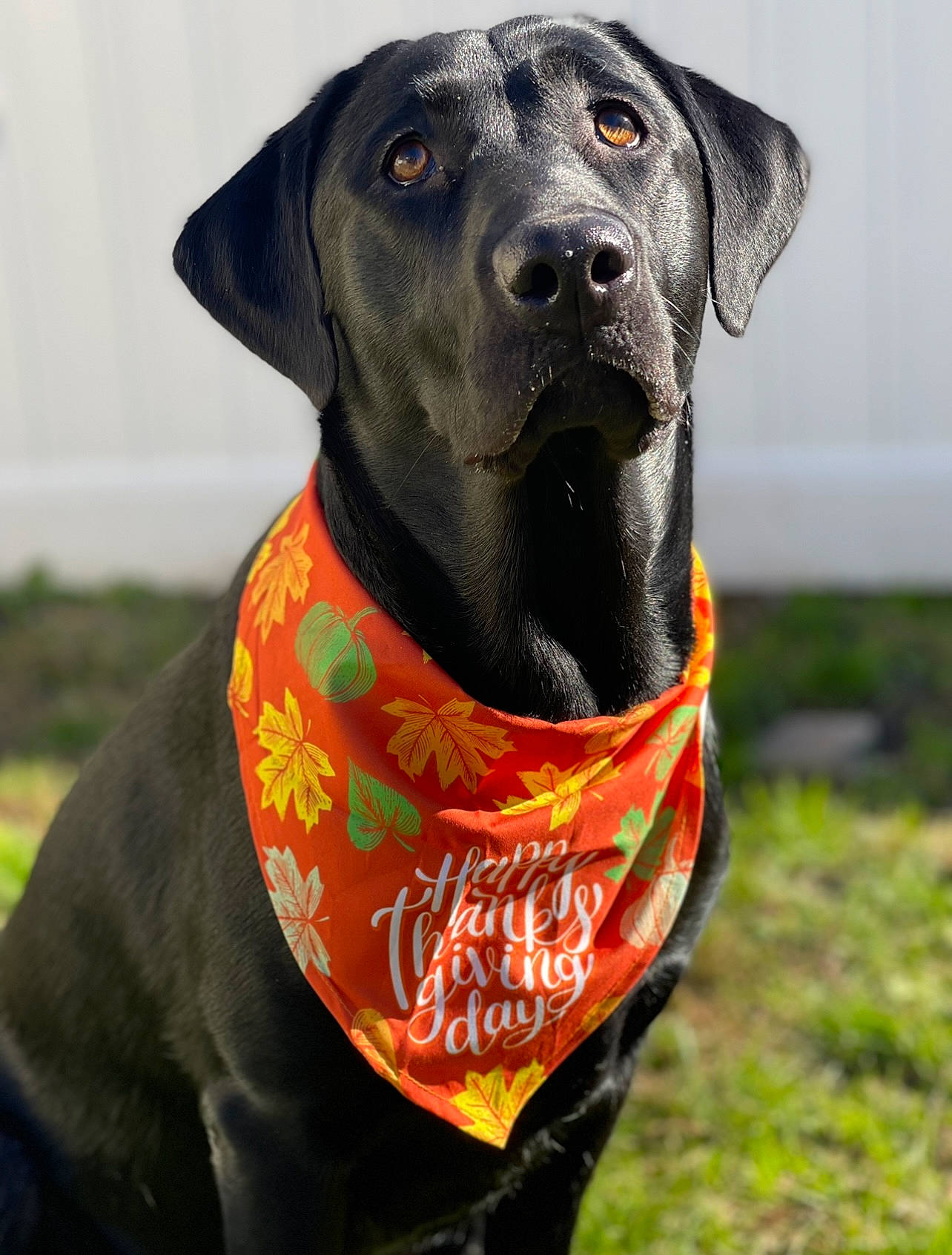 Raven is registered to the contest to win money with this photo: canidae, carnivore, collar, companion_dog, dog, dog_breed, dog_collar, dog_supply, fashion_accessory, fawn, grass, gun_dog, hunting_dog, liver, personal_protective_equipment, pet_supply, snout, sporting_group, working_animal, working_dog