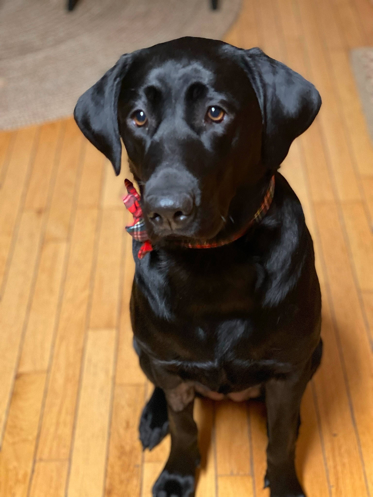 Raven is registered to the contest to win money with this photo: borador, canidae, carnivore, collar, companion_dog, dog, dog_breed, dog_collar, fur, gun_dog, hardwood, hunting_dog, liver, personal_protective_equipment, snout, sporting_group, working_animal, working_dog