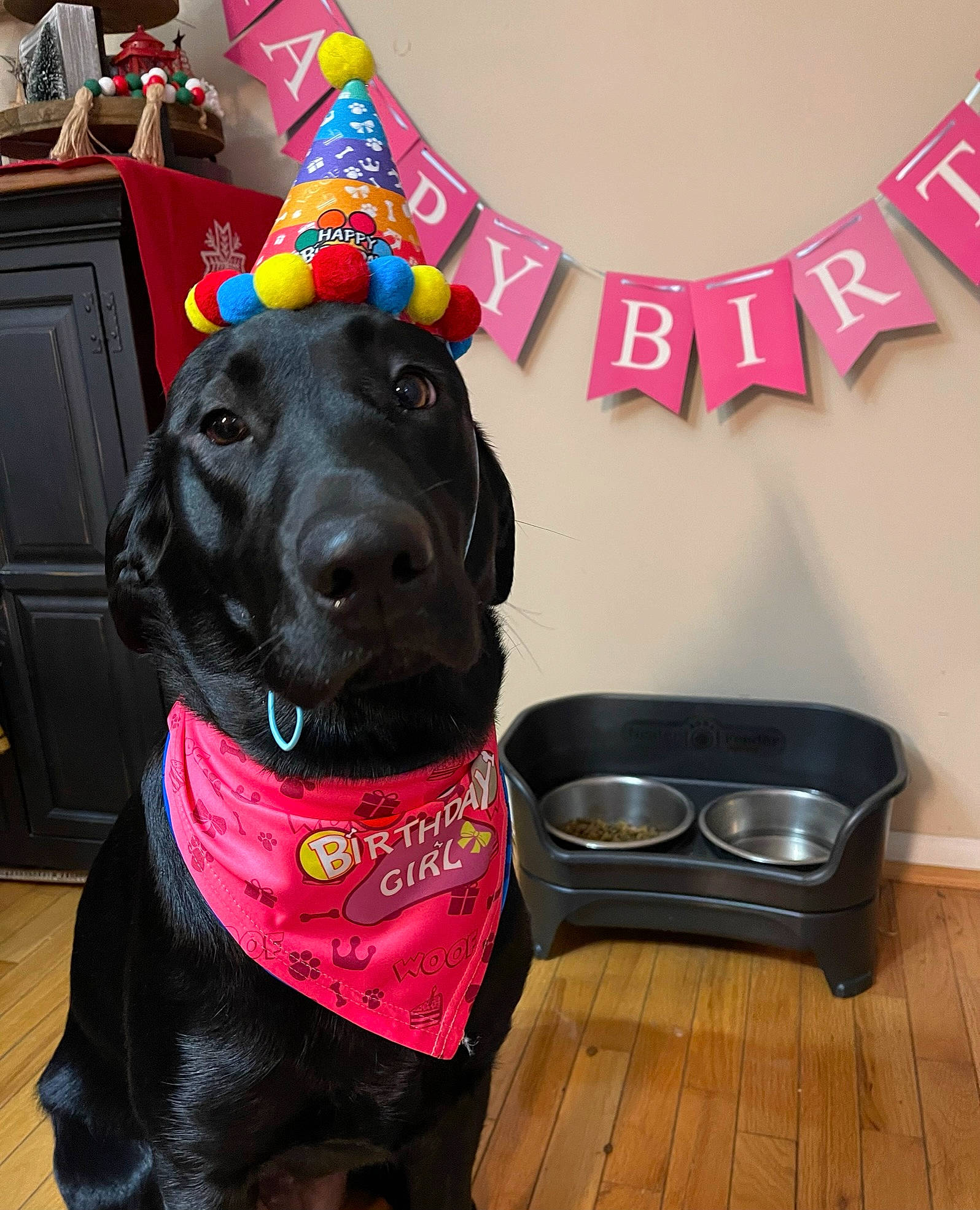 Raven is registered to the contest to win money with this photo: borador, canidae, carnivore, collar, companion_dog, dog, dog_breed, dog_collar, dog_supply, fashion_accessory, fur, guard_dog, gun_dog, leash, liver, personal_protective_equipment, pet_supply, snout, sporting_group, working_animal