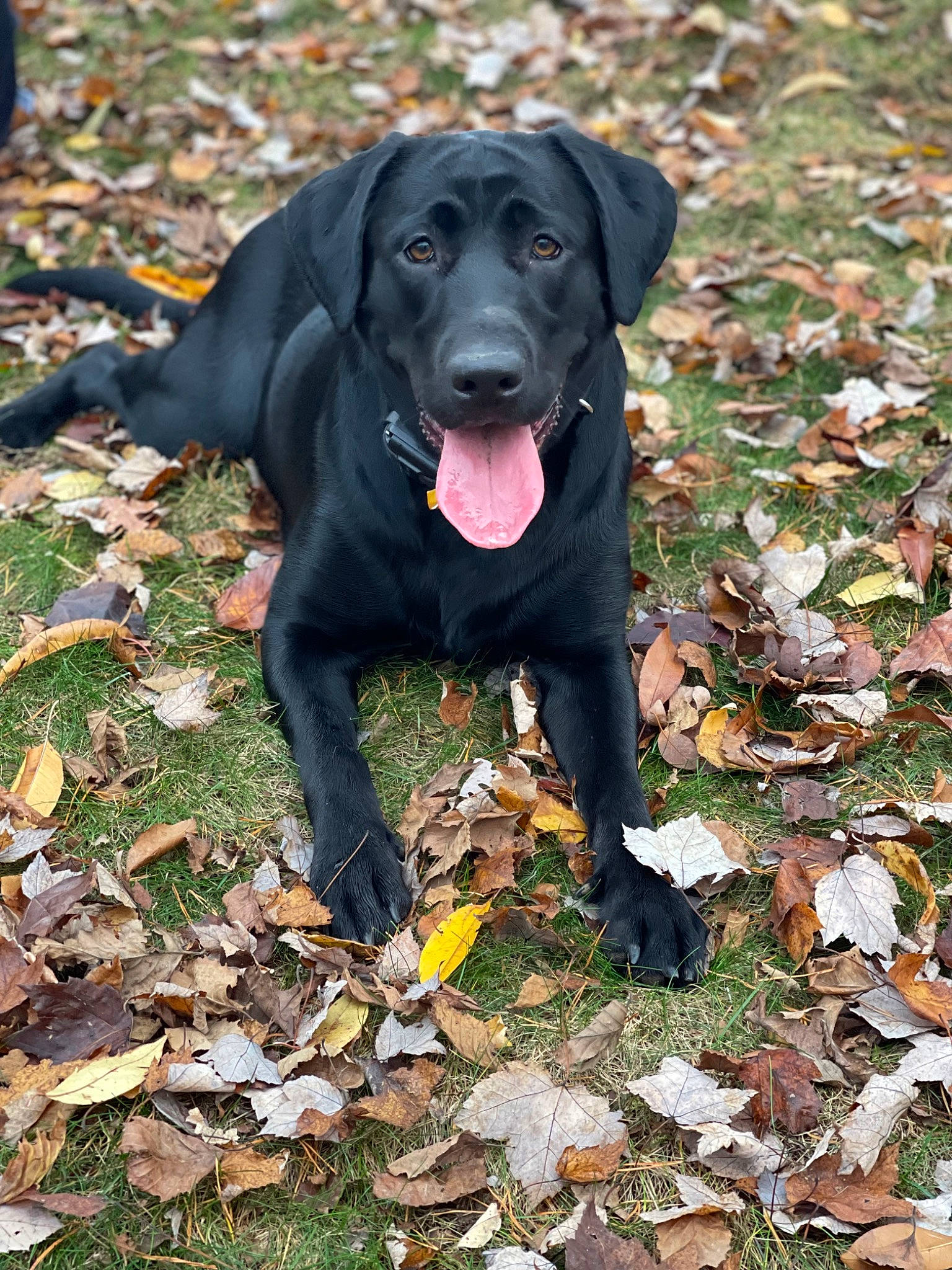 Raven is registered to the contest to win money with this photo: autumn, borador, carnivore, collar, companion_dog, deciduous, dog, dog_breed, dog_collar, dog_supply, grass, groundcover, guard_dog, gun_dog, liver, plant, retriever, sporting_group, terrestrial_animal, working_animal
